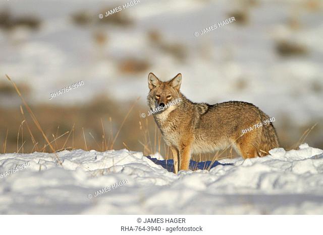 Coyote (Canis latrans) in the snow, Yellowstone National Park, Wyoming, United States of America, North America