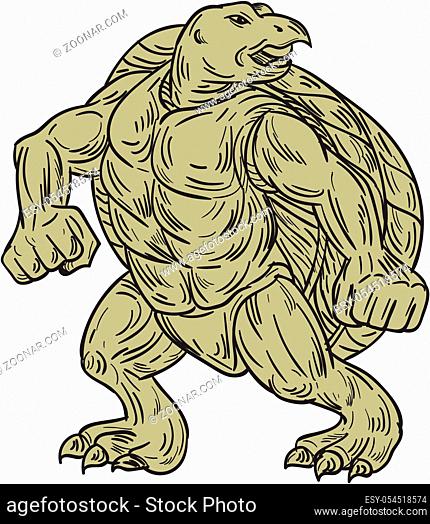 Drawing sketch style illustration of a Kemp's ridley sea turtle or Lepidochelys kempii in a martial arts stance viewed from front set on isolated white...