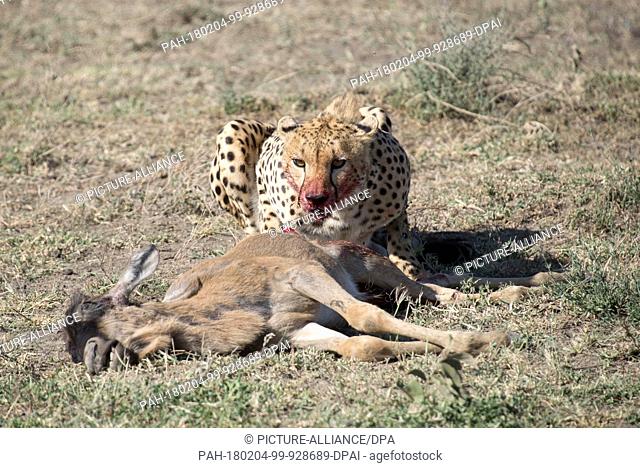 An archive picture, taken on 13 April 2017, shows a cheetah after hunting down an antelope in the Serengeti, Tanzania.- NO WIRE SERVICE - Photo: Gioia...