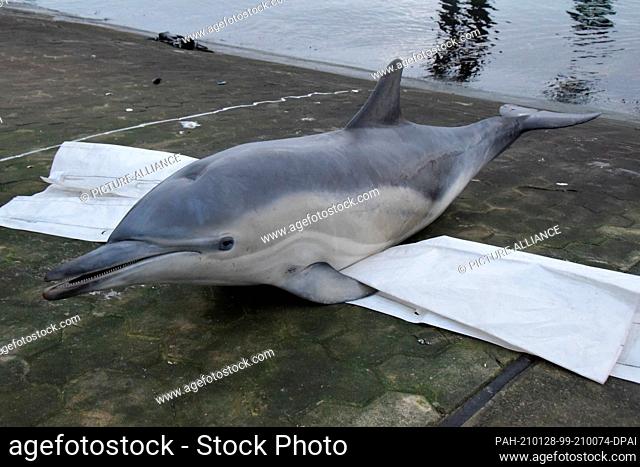 27 January 2021, Schleswig-Holstein, Eckernförde: A dead dolphin lies on the shore of Eckernförde Bay. The dolphin that has repeatedly shown itself to people in...