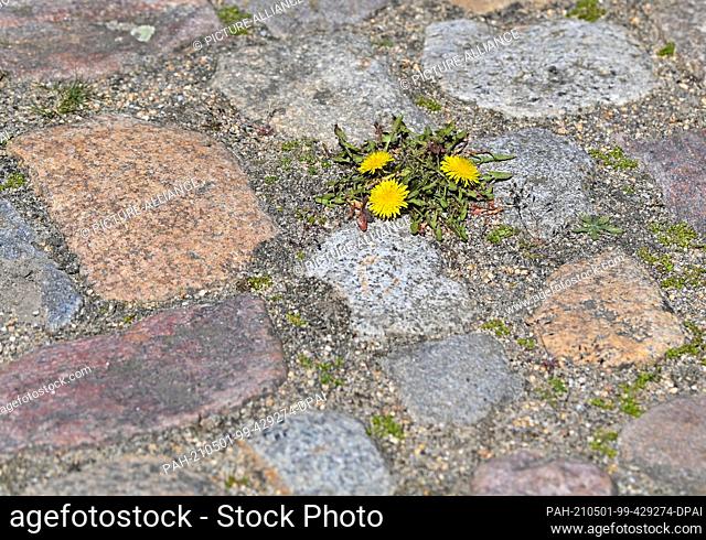 27 April 2021, Brandenburg, Cottbus: Common dandelion (Taraxacum sect. Ruderalia) growing between cobblestones on a road