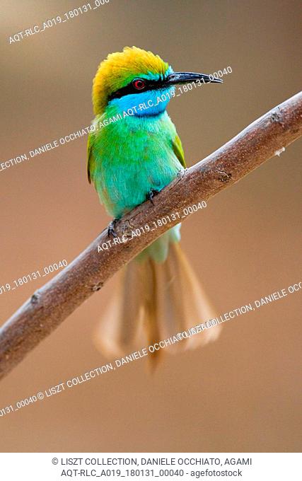 Arabian Green Bee-eater adult perched, Green Bee-eater, Merops orientalis