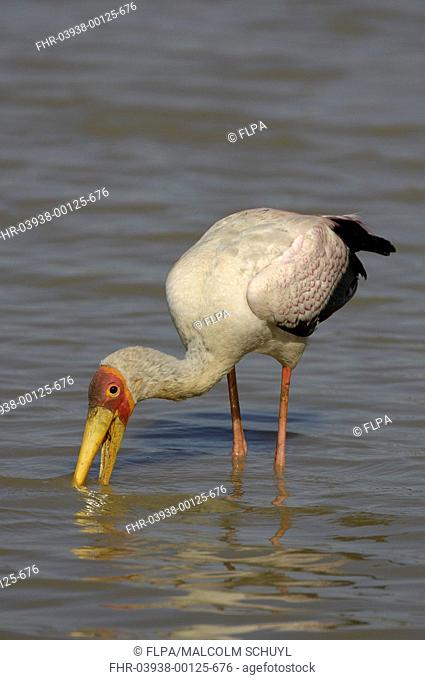 Yellow-billed Stork Mycteria ibis adult, feeding in shallow water, South Luangwa N P , Zambia