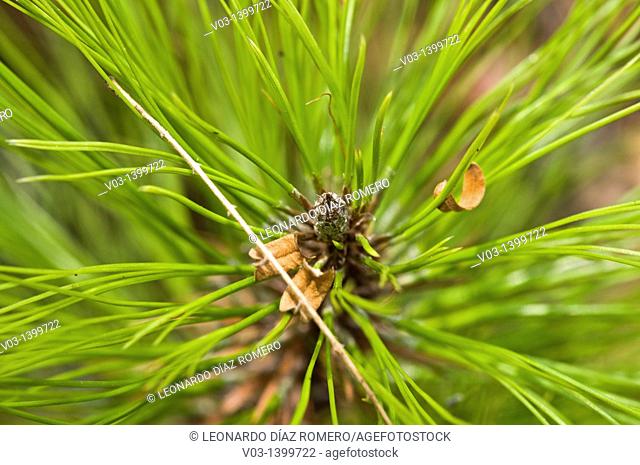 Foliage of a baby pine tree