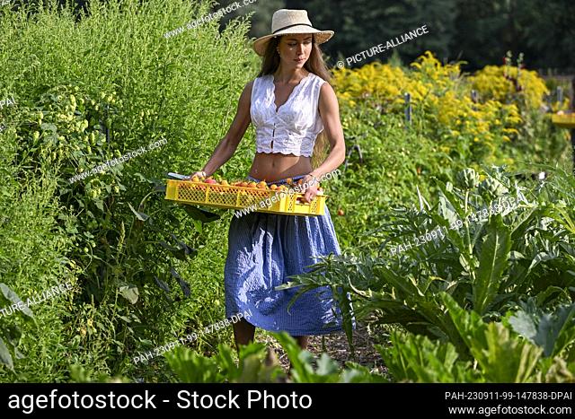 PRODUCTION - 30 August 2023, Berlin: Freshly harvested tomatoes from the Lindenallee vegetable field are carried by Swantje to the sales stand at the edge of...