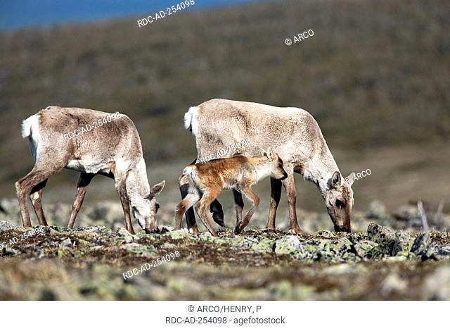 Caribous females with fawn 1 week Gaspesie national park Quebec Canada Rangifer tarandus caribou side