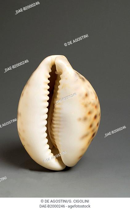 Tiger cowrie shell (Cypraea tigris pardalis) with dark spots on orange background, Littorinimorpha.  Private Collection