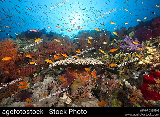 Colored Soft Coral Reef, Red Sea, Ras Mohammed, Egypt