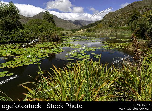 View over landscape with mountaines and a pond with Nymphaea Blue beaty, South Africa