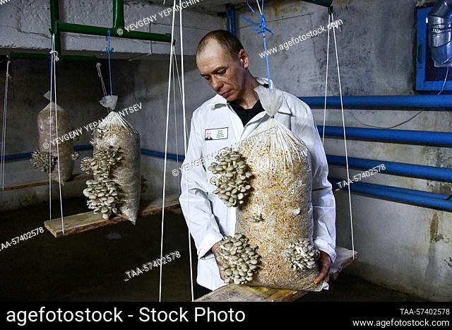 RUSSIA, NERCHINSK - FEBRUARY 17, 2023: Oyster mushrooms grown in a greenhouse at penal colony No 1 of the Transbaikal Territory Branch of the Russian Federal...