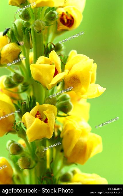 Black-eyed mullein, woolly flower, woolly weed flower, skywort, windflower, Verbascum nigrum. Medicinal plant