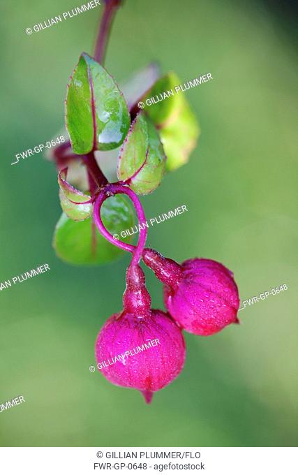 Fuchsia 'Dark eyes', Fuchsia, Pink subject, Green background