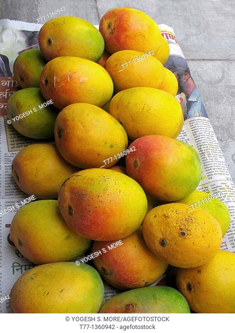 Alphonso mangoes, Mangifera indica L , Anacardiaceae arranged in a box for packing