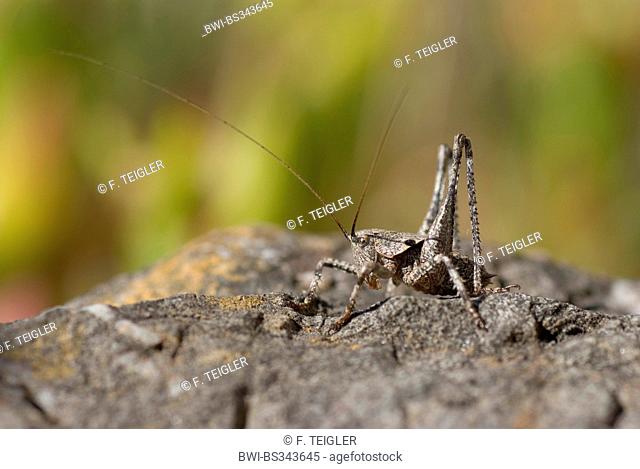 Grasshopper (Thyreonotus corsicus), sitting on a stone, Portugal