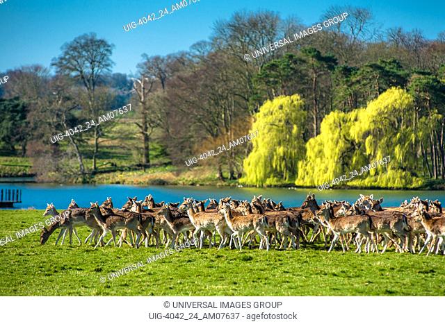 Herd of Fallow deer next to Holkham park lake, Holkham Hall, North Norfolk, East Anglia, England, UK
