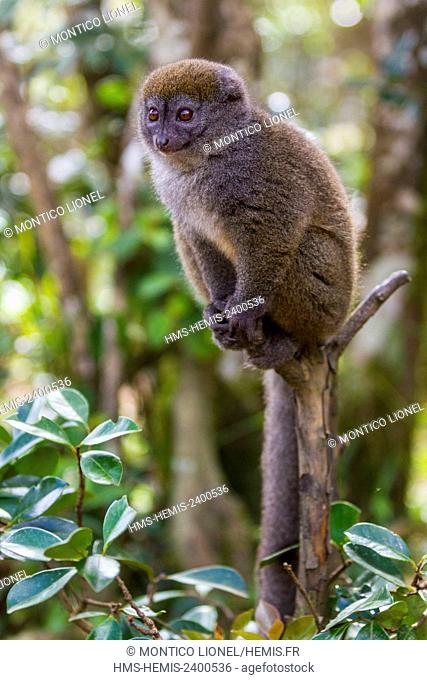 Madagascar, East, Andasibe Mantadia National Park, golden bamboo lemur (Hapalemur aureus)