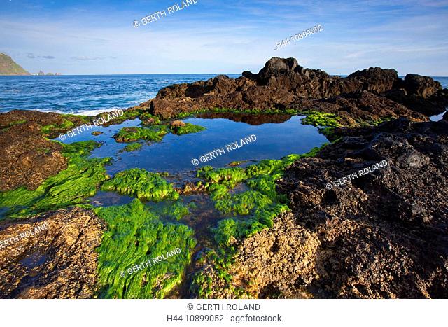 Ribeira there Laje, Portugal, Europe, Madeira, coast, sea, Atlantic, rock, cliff, lava rock, algae, low, ebb, tide