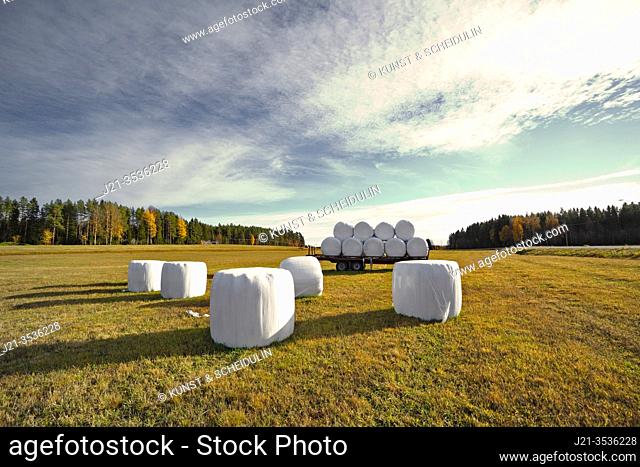 Hay bales wrapped in plastic are lying on a stubble field in late summer, waiting for transport. Västernorrland, Sweden, Europe