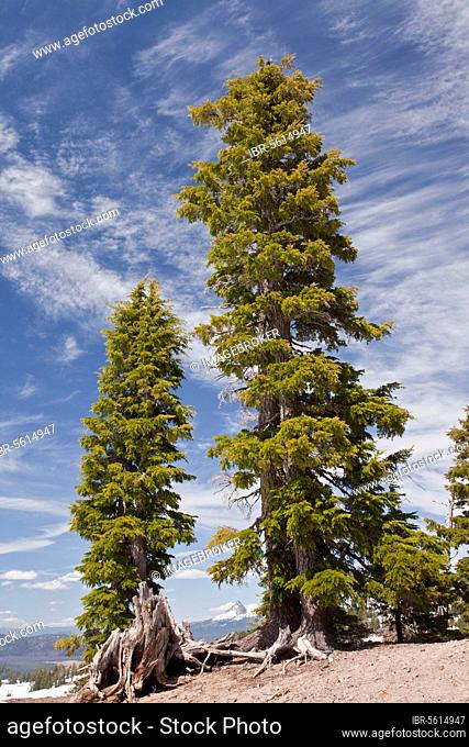 Mountain Hemlock (Tsuga mertensiana) ancient habit, growing at 7000ft. (2200m), Crater Lake N. P. Cascade Mountains, Oregon (U.) S. A
