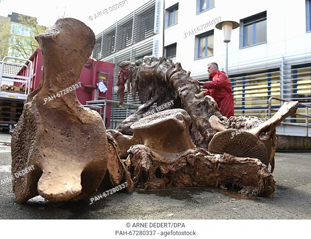 A spermwhale spine pictured on the grounds of the Institute of Veterinary Anatomy at the Justus Liebig University in Giessen, Germany, 07 April 2016