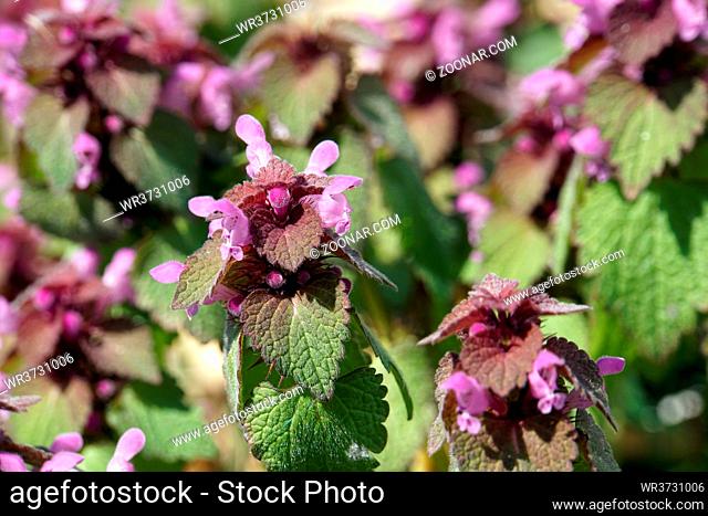 Rotte Taubnessel (Lamium purpureum) - Blüten und Blätter