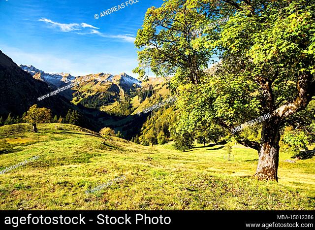 Sunny autumn day in the mountains. Hintersteiner Valley, Allgäu Alps, Bavaria, Germany, Europe