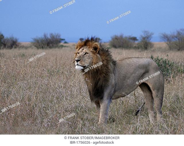 Lion (Panthera leo), male, Masai Mara National Reserve, Kenya, Africa