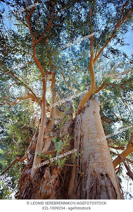 Tasmanian blue gum tree  Scientific name: Eucalyptus globulus  Los Angeles County Arboretum and Botanic Garden, Los Angeles, California, USA