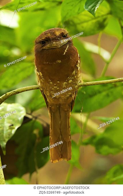 Sri Lankan frogmouth, female, Batrachostomus moniliger, Salim Ali Bird Sanctuary, Thattekad, Kerala, India