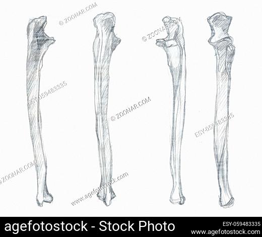 Hand drawn illustrations of cubitus bone, original pencil drawings over paper, four different views