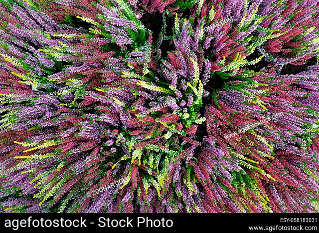 Top view of garden full of blooming colorful long stemmed flowers