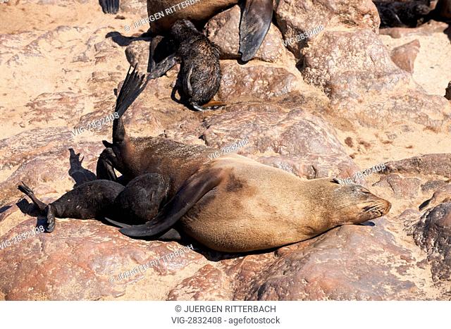 colony of Brown fur seals, Arctocephalus pusillus, Cape Cross on the Skeleton Coast of Namibia, Africa - Skeleton Coast, Namibia, 23/02/2011