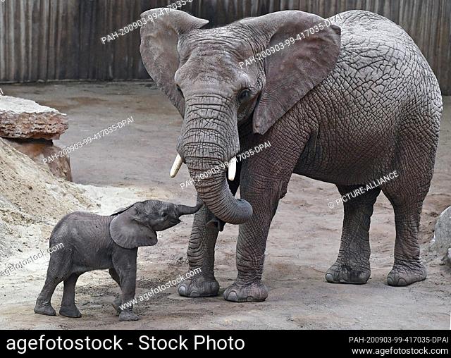 03 September 2020, Thuringia, Erfurt: The elephant girl Ayoka, born at the beginning of August in Thuringia's Zoopark, stands next to the elephant cow Csami...