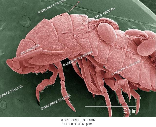 Coloured SEM of isopod with mites in it