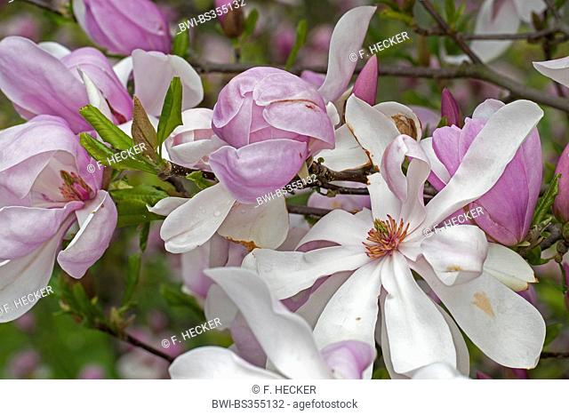 Purpur-Magnolie (Magnolia 'Ricki', Magnolia Ricki), cultivar Ricki