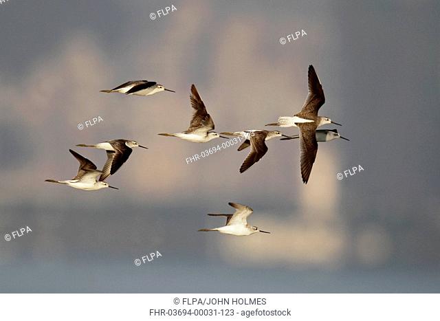 Marsh Sandpiper (Tringa stagnatilis) flock, in flight, Mai Po, New Territories, Hong Kong, China, September