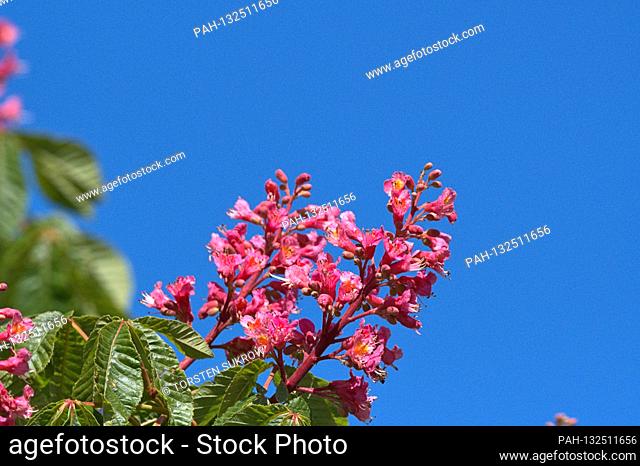 19.05.2020, Schleswig, the bleeding of a flesh-red horse chestnut, also red-flowering horse chestnut, purple chestnut (Aesculus × carnea) in the garden of the...