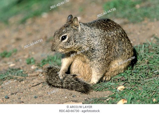 Rock Squirrel Arizona USA Citellus variegatus Spermophilus variegatus