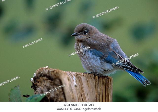 M. Bluebird Fledgling (Sialis curricoides) Bozeman, Montana in July