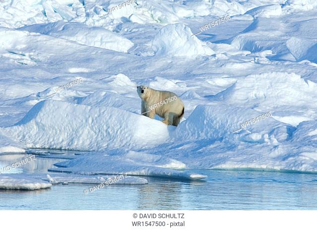A large polar bear standing among blocks of ice in the canadaian Arctic