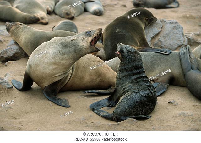 South African Fur Seals Cape Cross Namibia Arctocephalus pusillus