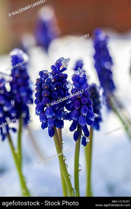 grape hyacinth, covered in snow