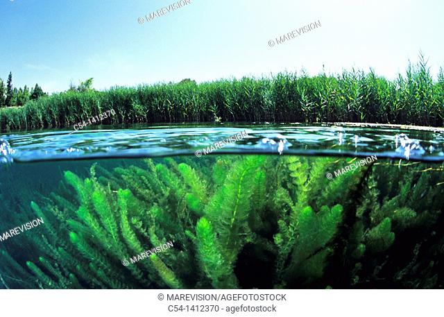 Freshwater Vegetation (Phragmites australis) and Water milfoil (Myriophyllum verticillatum), Lagoon, Lagunas de Ruidera, Ciudad Real, Albacete, Spain