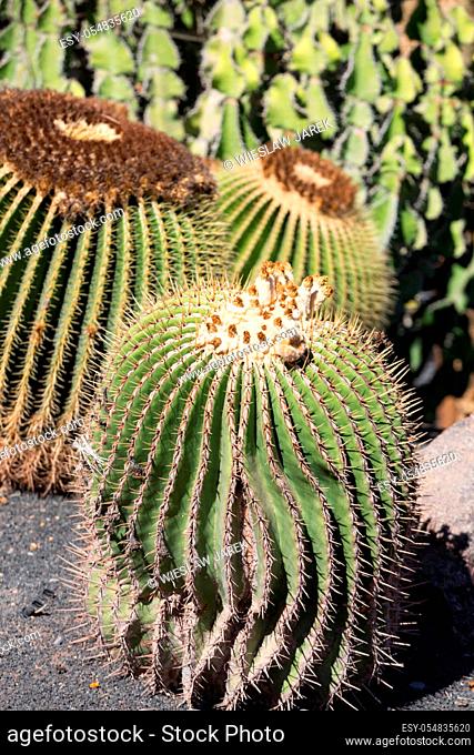 Echinocactus grusonii, popularly known as the golden barrel cactus, golden ball or, amusingly, mother-in-law's cushion