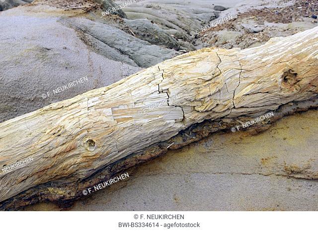 petrified wood of Samiento with silicified trunks of palms an conifers of the cretaceous age, Argentina, Patagonia, Monumento Natural Bosque Petrificado...
