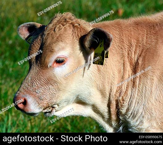 Kuhweide mit Rinder der Rasse Aquitaine. Cow pasture with cattle of the Aquitaine breed