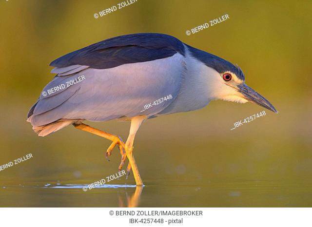 Black-crowned night heron (Nycticorax nycticorax), adult standing in fish pond, evening light, Kiskunság National Park, Hungary