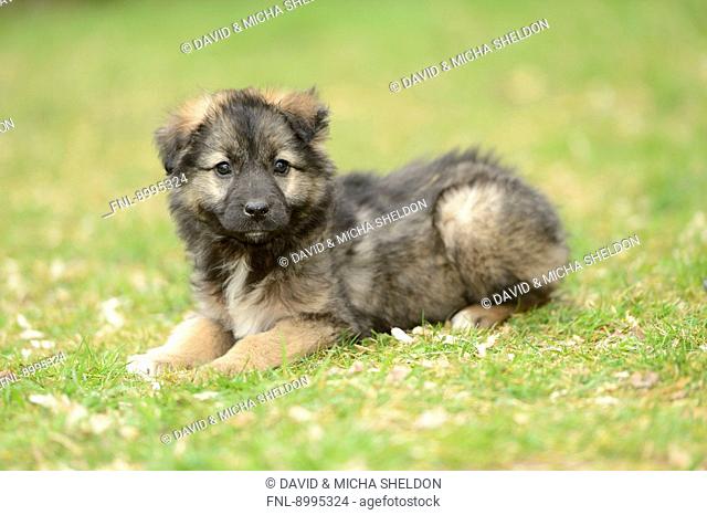 Mixed breed dog puppy in a garden