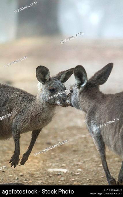 Kissing kangaroos in Australian bushland