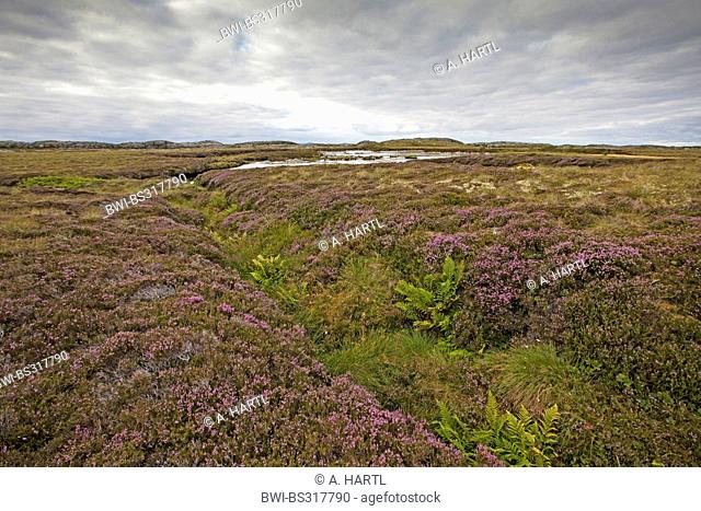 Common Heather, Ling, Heather (Calluna vulgaris), blooming at the edge of a mire, Norway, Hitra